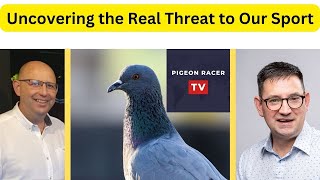 What has gone wrong at the Royal Pigeon Racing Association?