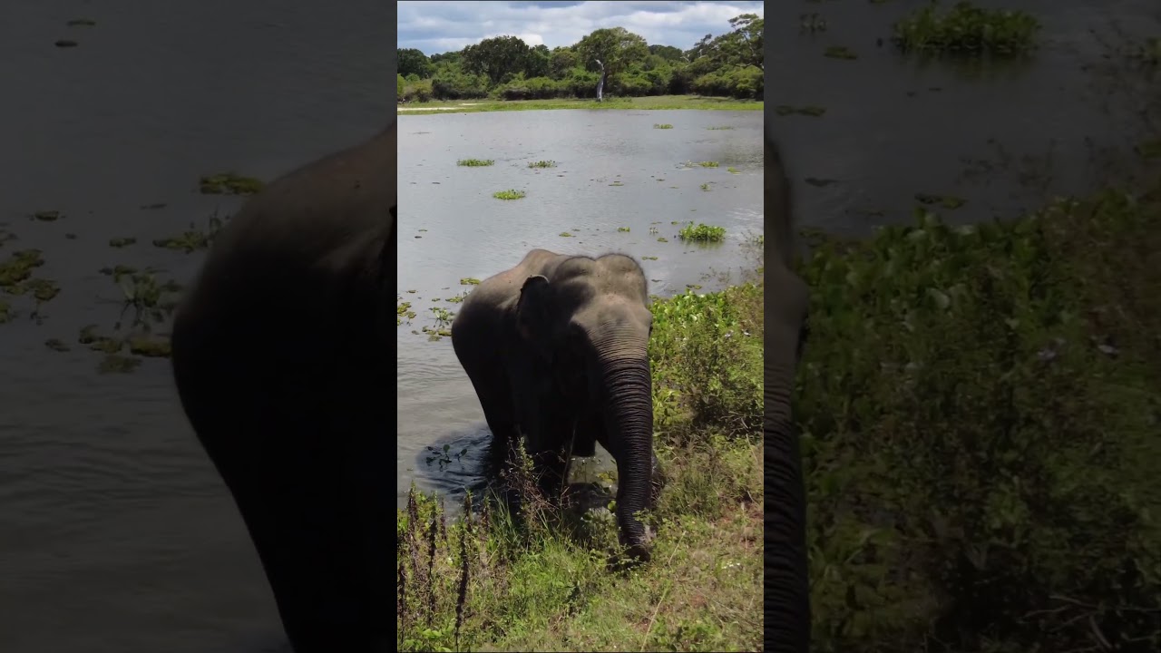 Elephant au Parc National de Yala au Sri Lanka  #travel #srilanka