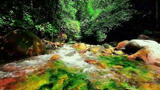 Crystal Clear Green Forest Stream Flows-Relaxing Nature Sounds-Calming Birds Chirping-ASMR-1 Hour