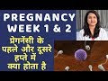 PREGNANCY 1st WEEK AND 2nd WEEK