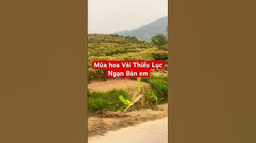 Mời mọi người chuẩn bị về bản em ăn Vải Thiều Lục Ngạn