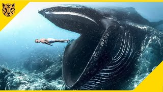 Dijamin Merinding! 10 Makhluk Laut Raksasa yang Pernah Menakutkan Manusia, Nomor 1 Mengerikan
