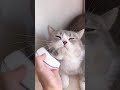 cutecatoftiktok cutekitten cutepetsoftiktok foryou cat... #Shorts #catonline520