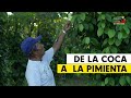 Pimienta de exportación: la apuesta de los excocaleros de Putumayo | Colombia +20