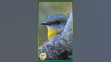 Forest Jewel: Eastern Yellow Robin in Soft Morning Light - Yuin Country