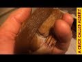 Raising A Baby Squirrel By Hand - A Childhood Dream