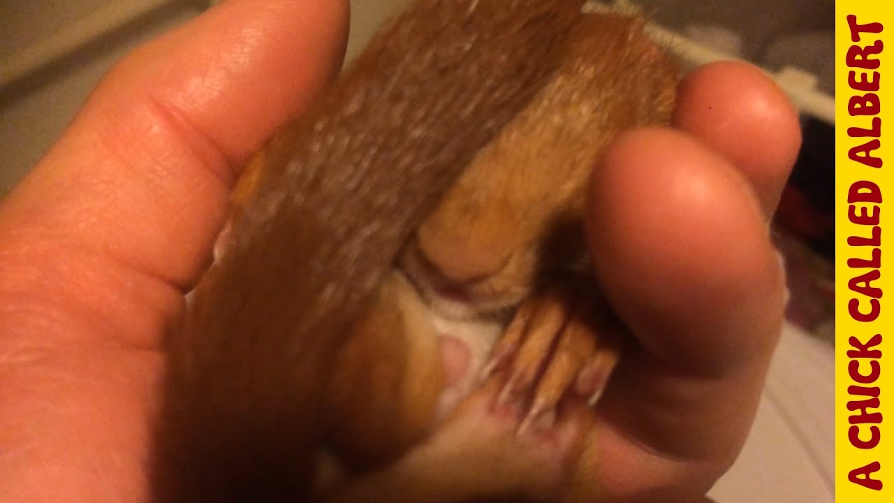 Raising A Baby Squirrel By Hand - A Childhood Dream