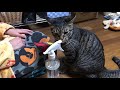 猫が霧吹きで　どうしても水が飲みたい姿がかわいい【唐草猫ムタさん】