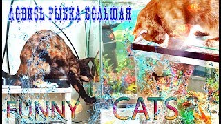 №5 СМеШноЕ ВиДЕо пРо КОшЕК!!! FUNNY CATS:))) ПРИКОЛЫ!!!