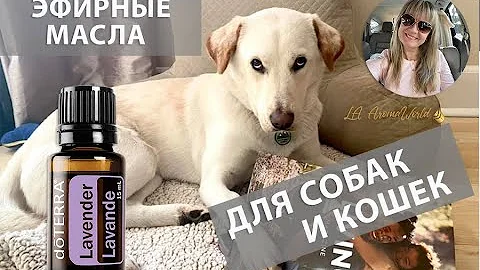 Эфирные масла для собак и кошек  |  Правила безопасности  |  Ароматерапевт Лариса