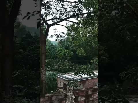 Song Oldisgold Music Bollywood Old Newrapp Hindisong Gori Tere Gaw Bra Pyara Song Viral Sort 