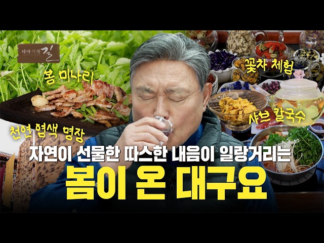 자연이 선물한 따스한 내음이 일랑거리는 봄이 온 대구요 | 테마기행 길 | 26년 3월 6일
