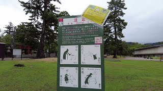 Nara Park + Deer + Shrine!
