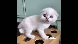 Scottish fold kittens litter 'T' by Wunderfolds Scottish Fold Cats 63 views 1 year ago 1 minute, 14 seconds