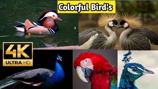 The Most Colorful Birds in 4K - Beautiful Birds Sound in the Forest | Scenic Relaxation Film