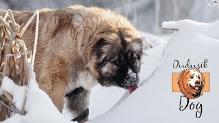 Пищевая агрессия у кавказских овчарок: способы коррекции, профилактика.