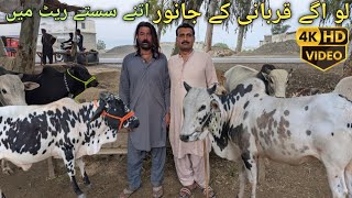 Qurbani ke janwar 2026 Haripur hazara Nisar bhai ke dere per a gaye janwar rates update #animals 