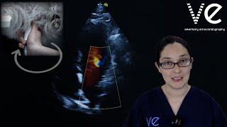 Complete Canine Echocardiography Walkthrough for Veterinarians | Follow Step-by-Step