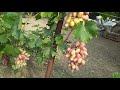 Первая срезка с винограда, сорт &quot;Юбилей Новочеркасска&quot;