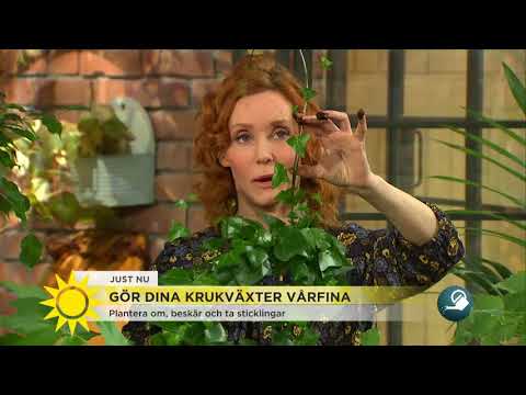 Video: När är det dags att plantera om en krukväxt