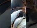 ديما زرق الجديد عوشركوم مبروكا ديما زرق الجديد عوشركوم مبروكا