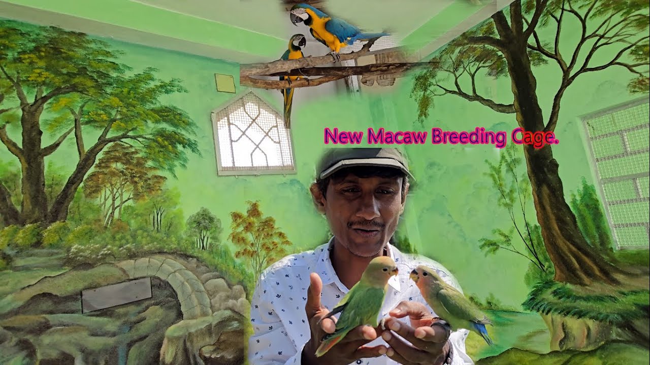 Macaws Breeding Cage Is Ready At Parrot Dipankar New Farm.