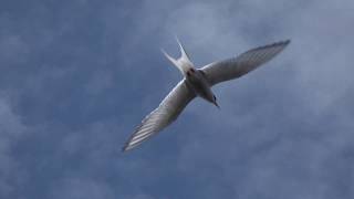The Arctic tern: A small bird that migrates big.