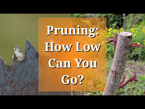 Pruning: How Low Can You Go?