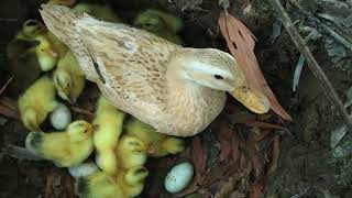 Amazing Pekin 40Duckling Hatching From Eggs _ Cute Cute Baby Duck Born