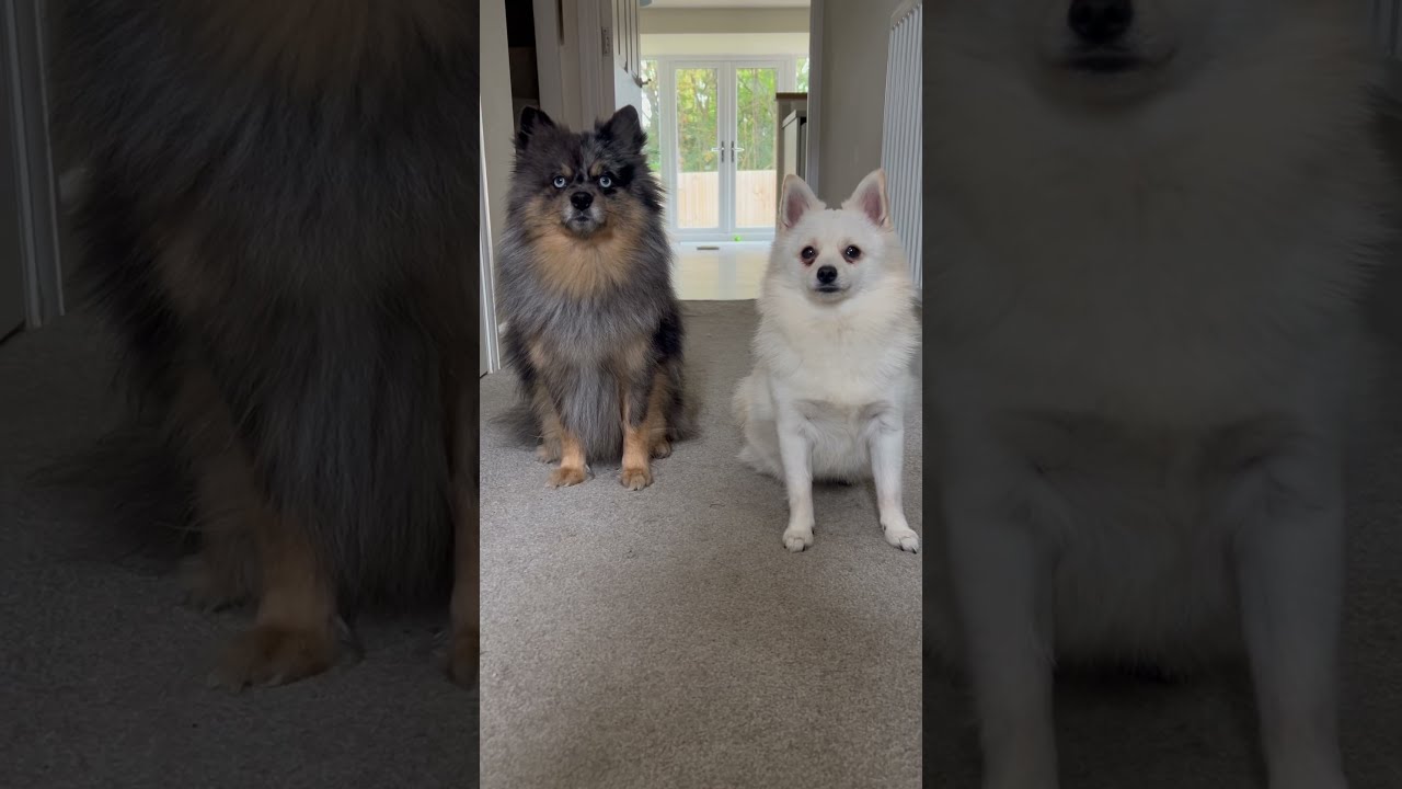 Literally 24 7 Dog Dogs Pomeranian Husky Pomsky Doglover Cutedog