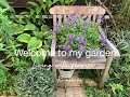 『ガーデニング』秋の庭から♫小さな庭で咲く丈夫な花苗の紹介