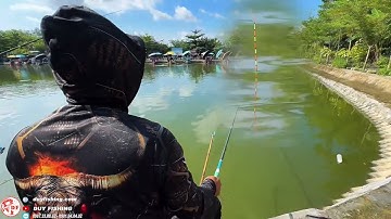 ✅ Câu cá rô phi ăn trên mặt | DUY FISHING SAI GON