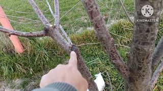 Vişne Ağacı Budama Teknikleri Bol Meyve İçin Ustaların Yöntemib(Best Cherry Tree Pruning Techniques)