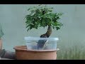 Air Layer Series Part 1: Trident Maple 2017