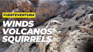 Fuerteventura 2024 4K | Canary Islands | Dunes | The island of winds, volcanos, and squirrels