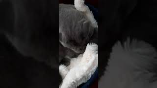 Yavru Kedi Simba Anneye saldırdı,ve sonu kötü bitti