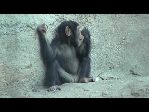 chimp Makeni growing