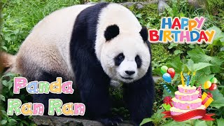 5.31 Happy Birthday to Panda Ran Ran #panda #cute #fyp #ranran #viral #birthday