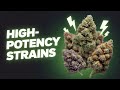 Strongest Cannabis Strains on Earth | Bruce Banner #3, Godfather OG, GMO Cookies &amp; More