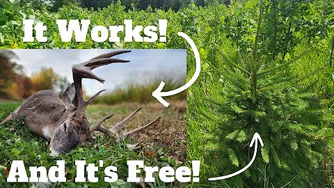 5 Low Cost/No Cost Ways to Completely Transform Your Deer Hunting Land/Habitat