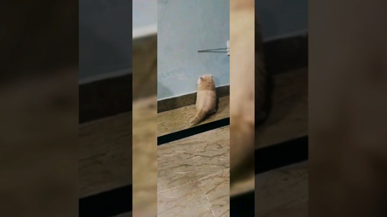 OMG!this cat is so cute look what is it doing