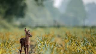 BABY DEER | SOUND EFFECT | SOUNDEES