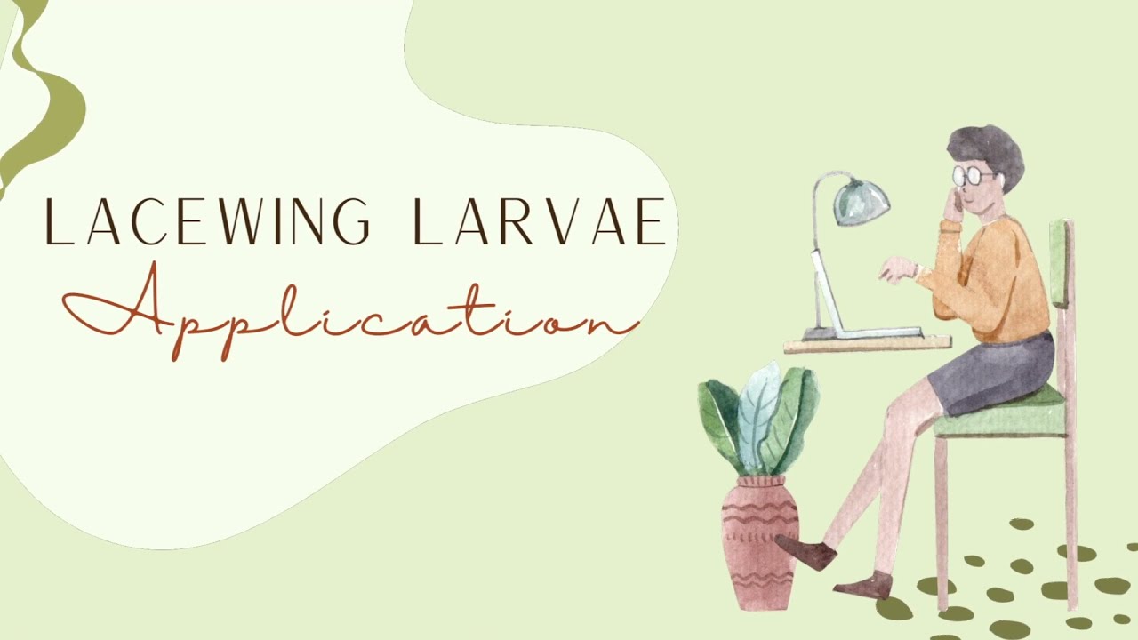 Lacewing Larvae Application