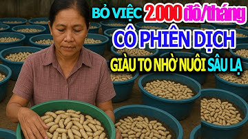 Bỏ Việc Lương Cao Cô Phiên Dịch Giàu To Nhờ Nuôi Giống Sâu Lạ/ Trại Đuông Dừa Thái Miền Nam