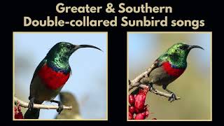 GREATER &amp; SOUTHERN DOUBLE-COLLARED SUNBIRD songs