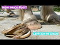 Hoof Restoration on a Rescue pony! Long Toes!