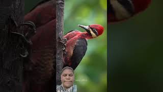 Top 5 Birds With The Most Powerful Beaks#facts #animalfacts #animals #wildlife #shortvideo #viral
