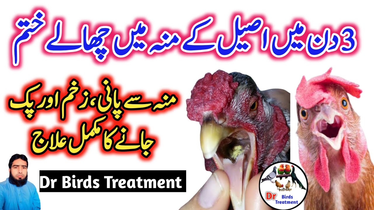 Chicken Mouth infection murghi k munh me chalon ka ilaj Aseel k Chaloon ka ilaj YouTube