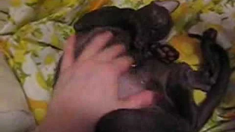 Watch the video about Peterbald Cat, Peterbald Cats, Peterbald Kitten, Russian Peterbald getting affection