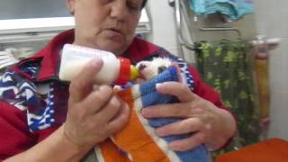 Жаль, что интернет не передаёт запах 🐾 БФ Лохматая Душа Жаль, что интернет не передаёт запах 🐾 БФ Лохматая Душа